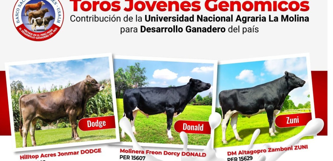 Nuevas opciones genómicas para ganaderos a través del BNS de la UNALM