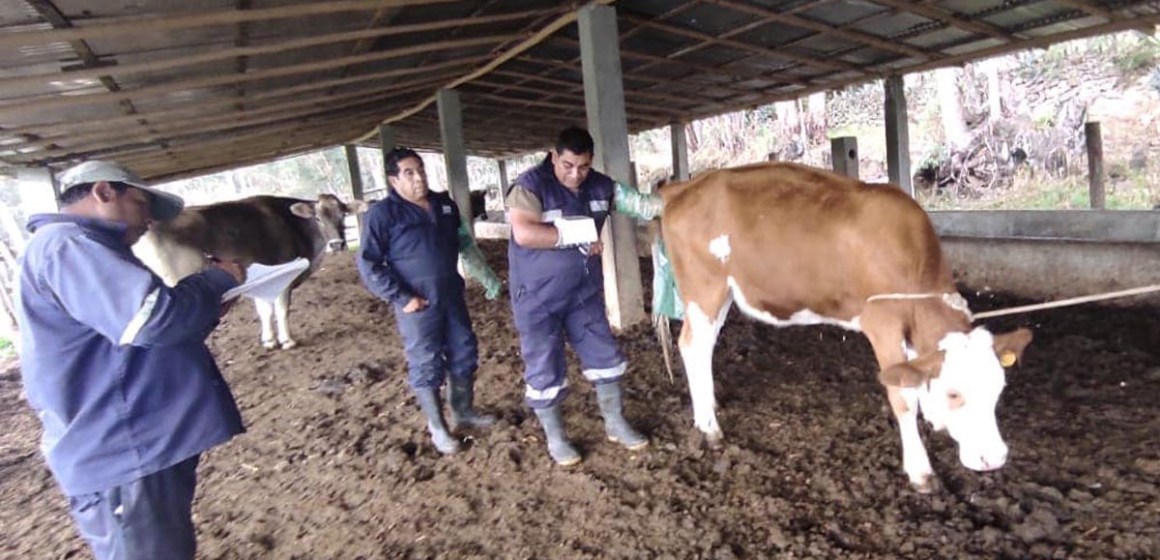 Apurimac: instalan primera posta de inseminación artificial para ganado vacuno