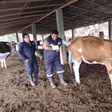 web Apurimac: instalan primera posta de inseminación artificial para ganado vacuno