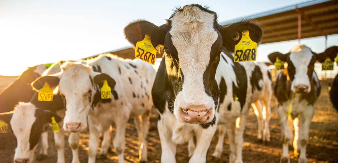 MSD-nota-de-prensa-ganadera-01 Tres consejos para mejorar la trazabilidad alimentaria en la industria ganadera