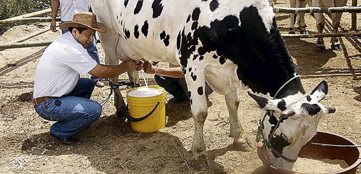 Perú se une a FEPALE, beneficiando a 400 mil ganaderos de leche