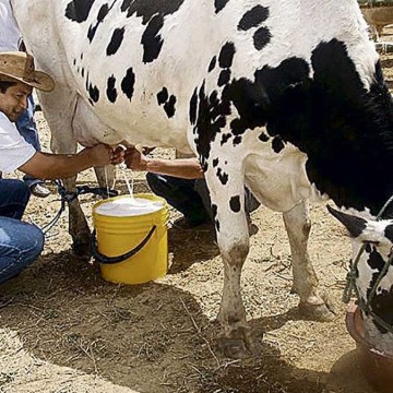 Perú se une a FEPALE, beneficiando a 400 mil ganaderos de leche