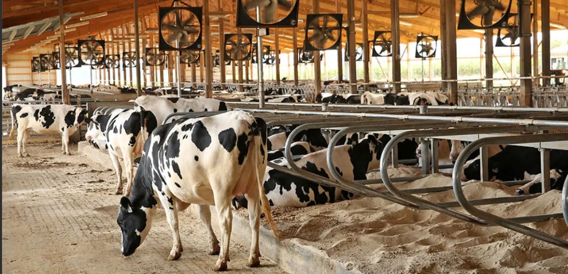 WEB Condición corporal en vacas de carne y su impacto en la reproducción