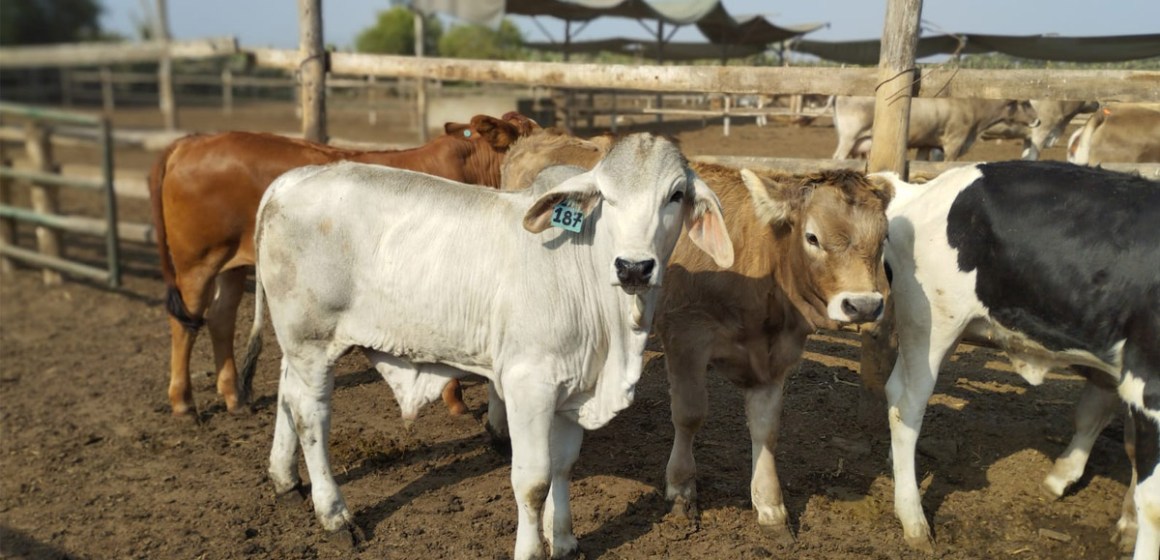 Pasco: Transfieren más de mil quinientas pajillas de semen para mejorar genética ganadera