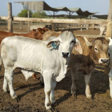 Pasco: Transfieren más de mil quinientas pajillas de semen para mejorar genética ganadera