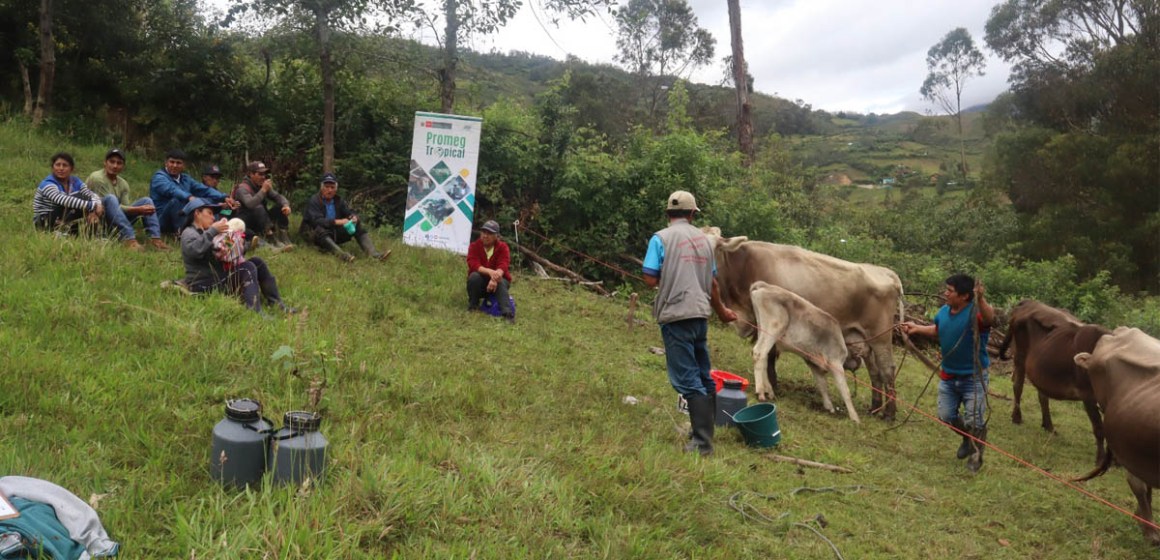 Amazonas: Capacitan a productores en metodologías para mejorar ganadería de leche