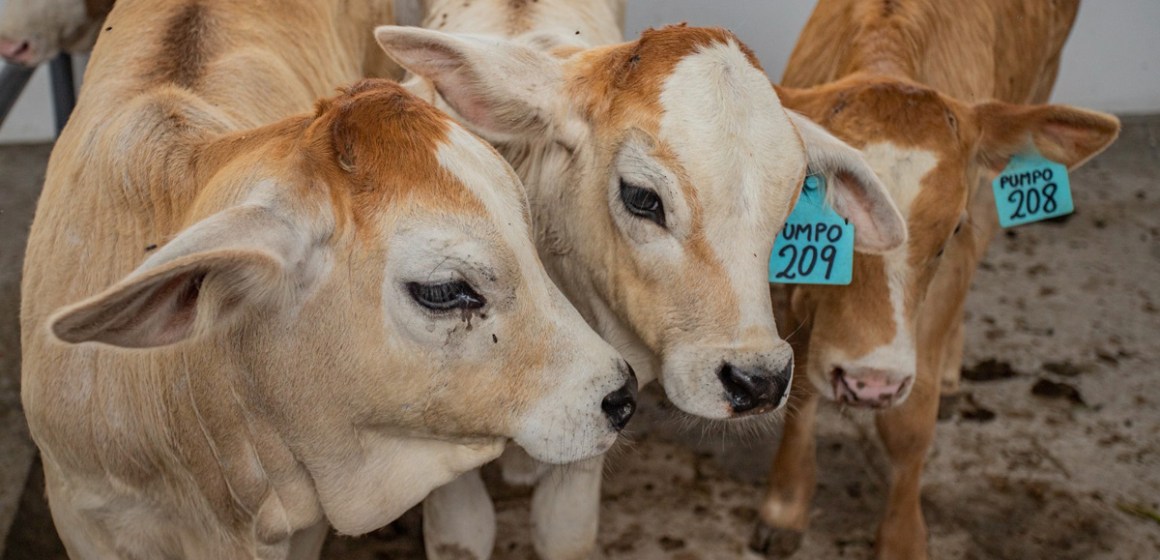 INIA alcanza nacimiento de 23 mil crías de bovinos por inseminación artificial en 2024