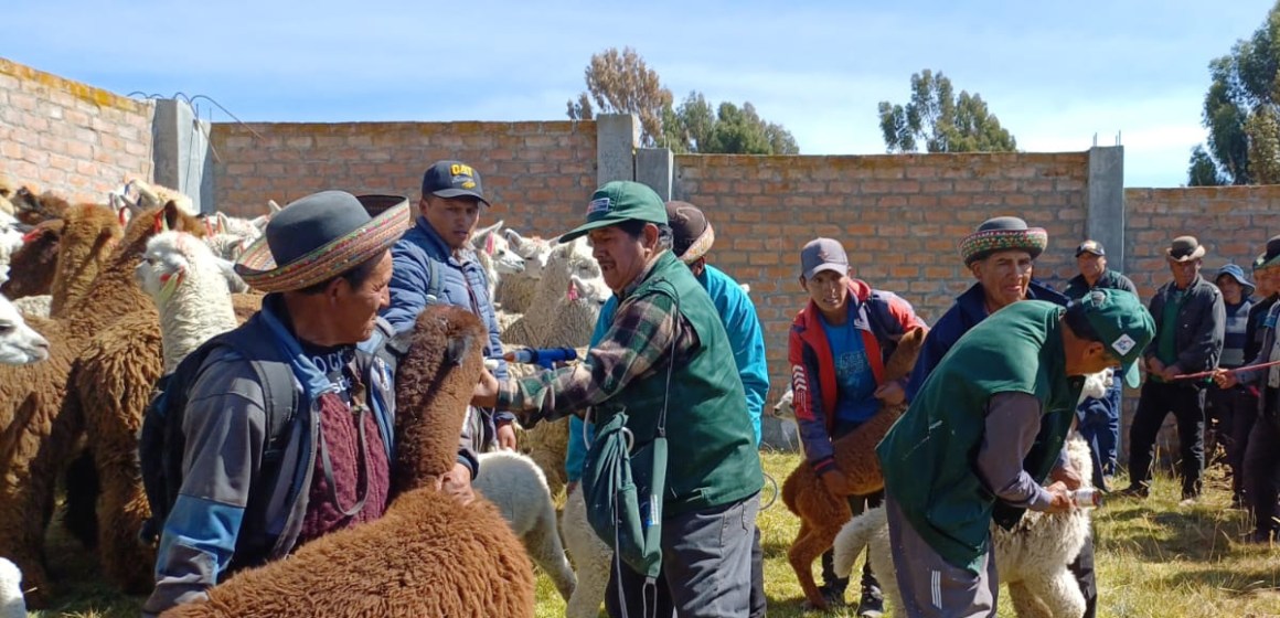 Resguardan salud del ganado en el sur del país ante la temporada de heladas