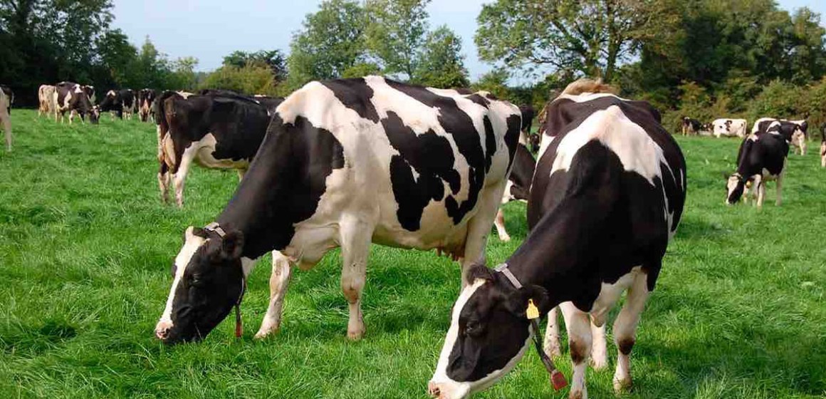 Parámetros reproductivos en vacas Holstein inseminadas con semen de toros Gyr (Parte 2)