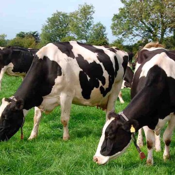 Parámetros reproductivos en vacas Holstein inseminadas con semen de toros Gyr (Parte 2)
