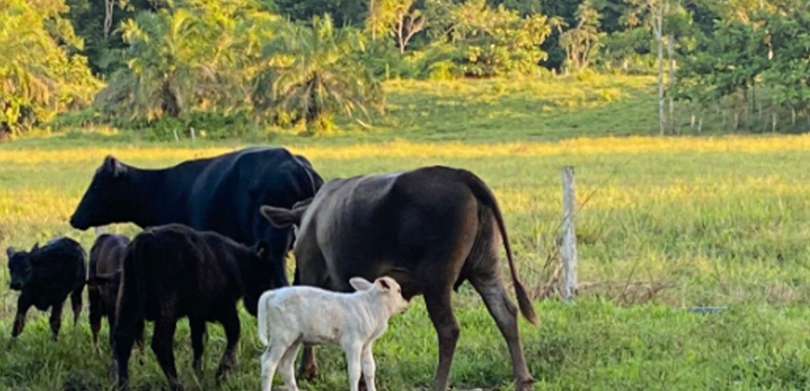 Oportunidades de Cooperación en el Engorde de Ganado Vacuno