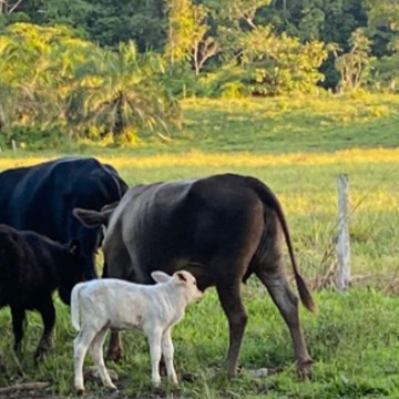 Oportunidades de Cooperación en el Engorde de Ganado Vacuno