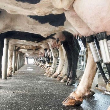 colina-protegida-a-vacas-lecheras Verdades que usted necesita saber acerca de la suplementación de colina protegida a vacas lecheras