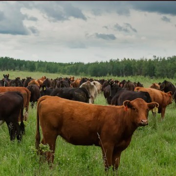 Dinamarca implementará el primer impuesto al CO2 en el sector pecuario