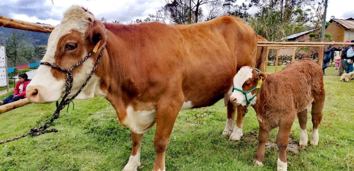WEB Cajamarca: Proyecto ganadero de Cutervo revoluciona producción bovina