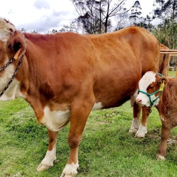 Cajamarca: Proyecto ganadero de Cutervo revoluciona producción bovina