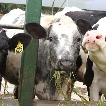 WEB APEC 2024: Ganaderos peruanos exportarían carne y hueso de vacunos a China