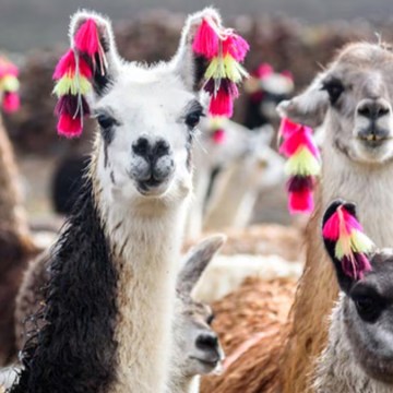 we Día Nacional de la Alpaca: conoce las distintas razas y el valor de este camélido en Perú