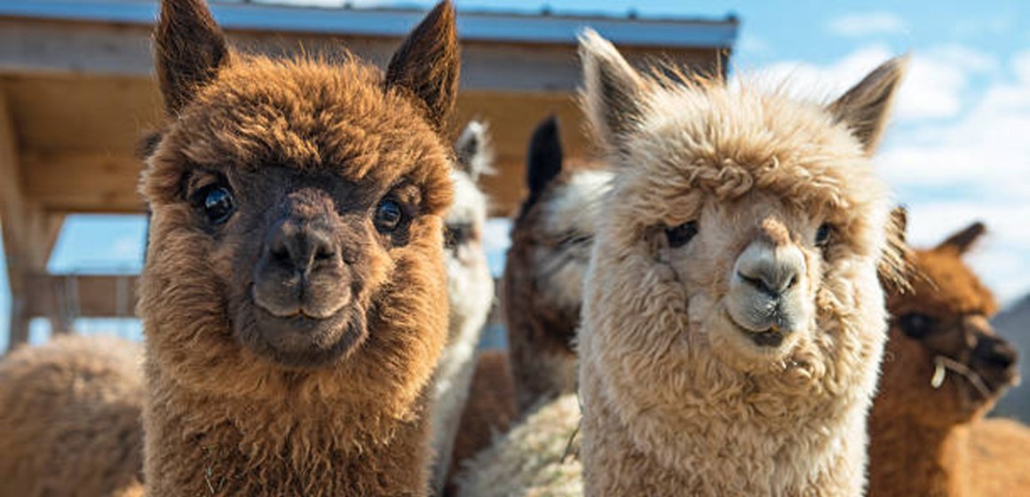 UNALM y empresas privadas se asocian para optimizar industria textil de la alpaca peruana