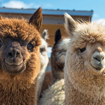 UNALM y empresas privadas se asocian para optimizar industria textil de la alpaca peruana
