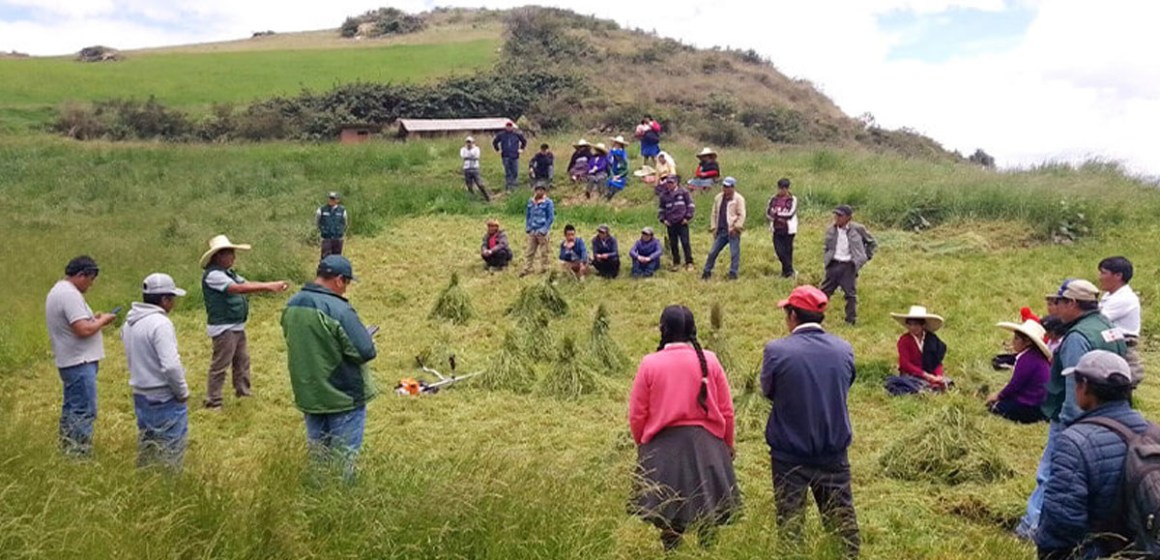 Campaña de pastos y forrajes 2024-2025 beneficiará a 40 000 productores