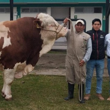 WEB Capacitan a funcionarios municipales de Chota en producción de material genético vacuno