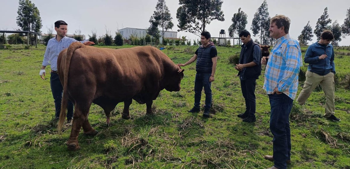 WEB Ganaderos crean la Asociación Peruana de Criadores de Brangus y fortalecen vínculos con Uruguay