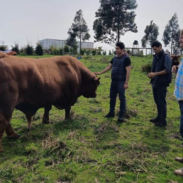WEB Ganaderos crean la Asociación Peruana de Criadores de Brangus y fortalecen vínculos con Uruguay