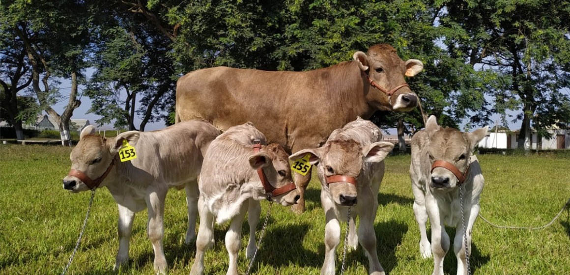 web 1 INIA realizará el I Congreso Internacional de Carne Bovina