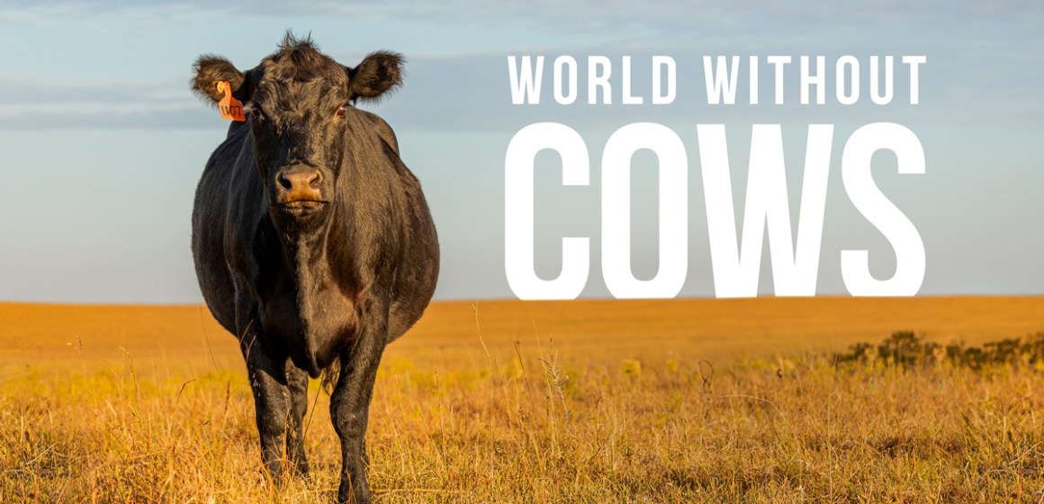 ¿Qué pasaría si todas las vacas desaparecieran de repente?