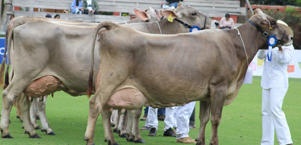 WEB Ganaderos preparan sus mejores ejemplares para la 10° Feria Nacional de Ganado Lechero 2024