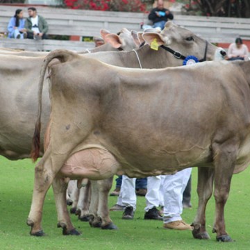 Ganaderos preparan sus mejores ejemplares para la 10° Feria Nacional de Ganado Lechero 2024