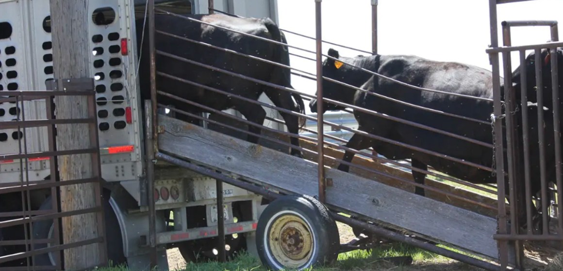 Del corral al engorde: Cómo garantizar el bienestar del ganado en el traslado