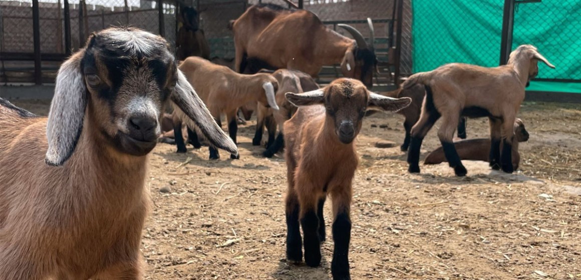 INIA logra nacimiento de cabras alpinas con alta calidad genética