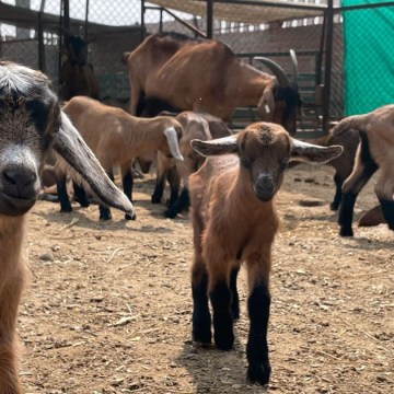 INIA logra nacimiento de cabras alpinas con alta calidad genética