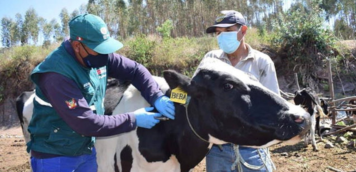 Vacunarán 56 mil cabezas de ganado para prevenir ántrax en La Libertad