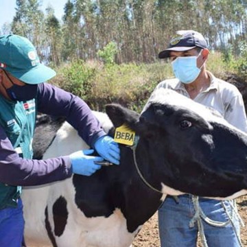 Vacunarán 56 mil cabezas de ganado para prevenir ántrax en La Libertad