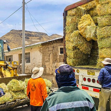 Arequipa: Entregan más de 1600 pacas de heno a ganaderos