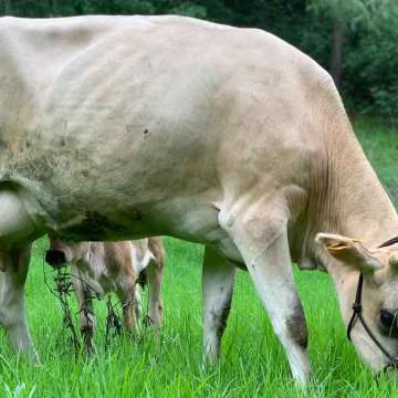 Retención de Placenta: Punto de partida