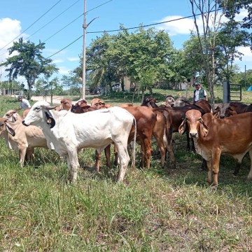 web Ucayali: Tranfieren 23 vacunos Gyr de alto valor genético para mejorar producción láctea