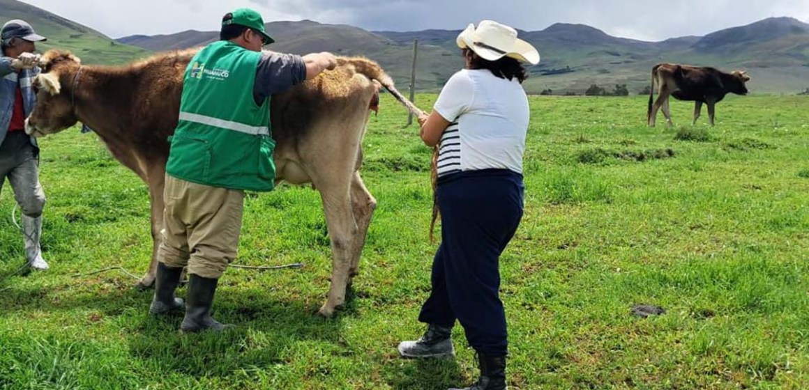 Huánuco: Impulsan ganadería sostenible con «Proyecto Ganado Vacuno»
