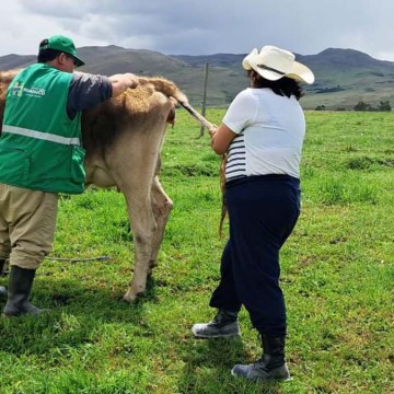 Huánuco: Impulsan ganadería sostenible con «Proyecto Ganado Vacuno»