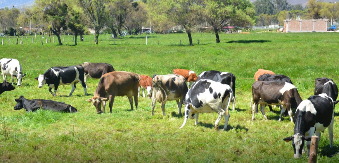 San Martín: Cuenca lechera de Cuñumbuque apunta a duplicar su producción