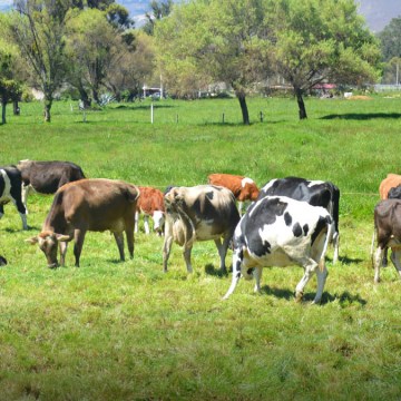 WEB San Martín: Cuenca lechera de Cuñumbuque apunta a duplicar su producción