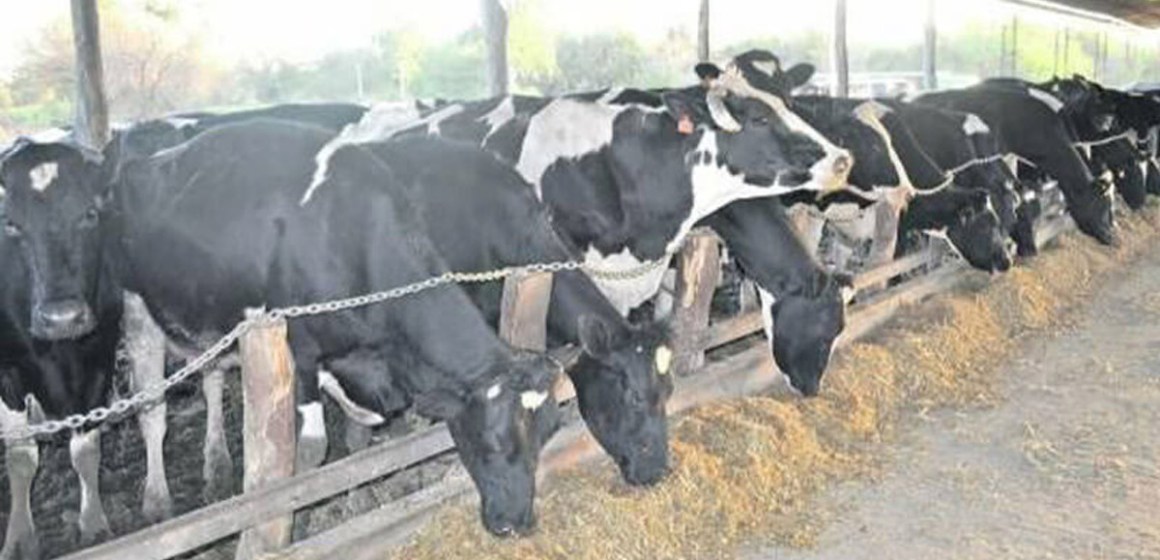 WEB Conoce el establo que resistió la crisis y consolida su liderazgo en Huacho