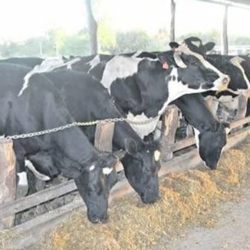 Conoce el establo que resistió la crisis y consolida su liderazgo en Huacho