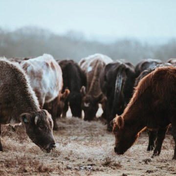 WEB Fiebre Aftosa: Perú suspende importación de productos pecuarios de Alemania