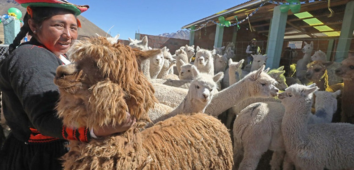 Destinan más de S/20 millones para proteger ganado en Puno frente a heladas