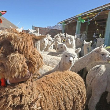 Destinan más de S/20 millones para proteger ganado en Puno frente a heladas