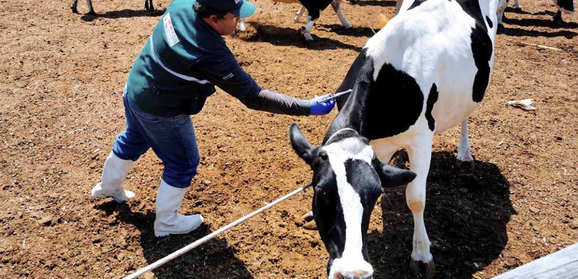 Inician vacunación a más de 422 mil animales contra el ántrax en 9 regiones del país